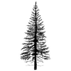 Fir Tree 1 LAV094
