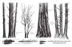 Nature Sheet 15, The Beautiful Trees Set