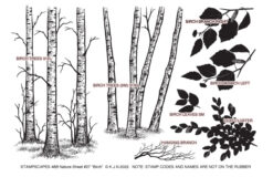 Nature Sheet 27, Birch